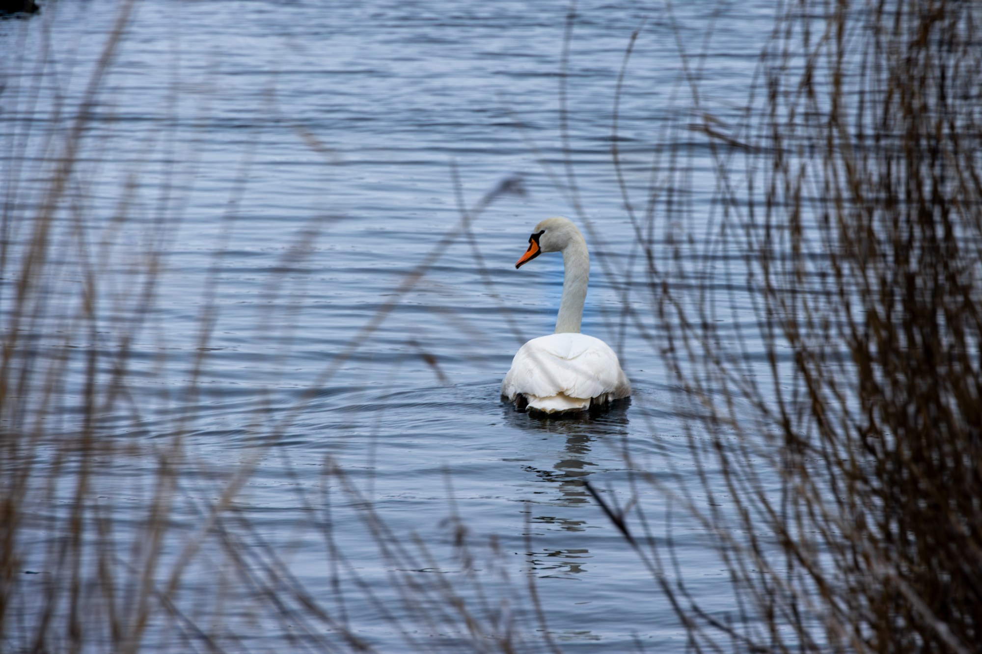 Winterstilte, Nederland