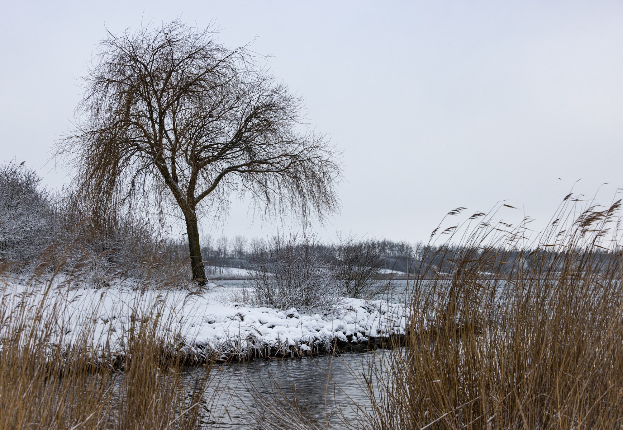 Winters meer met kale boom, riet en sneeuw, minimalistisch, Nederland