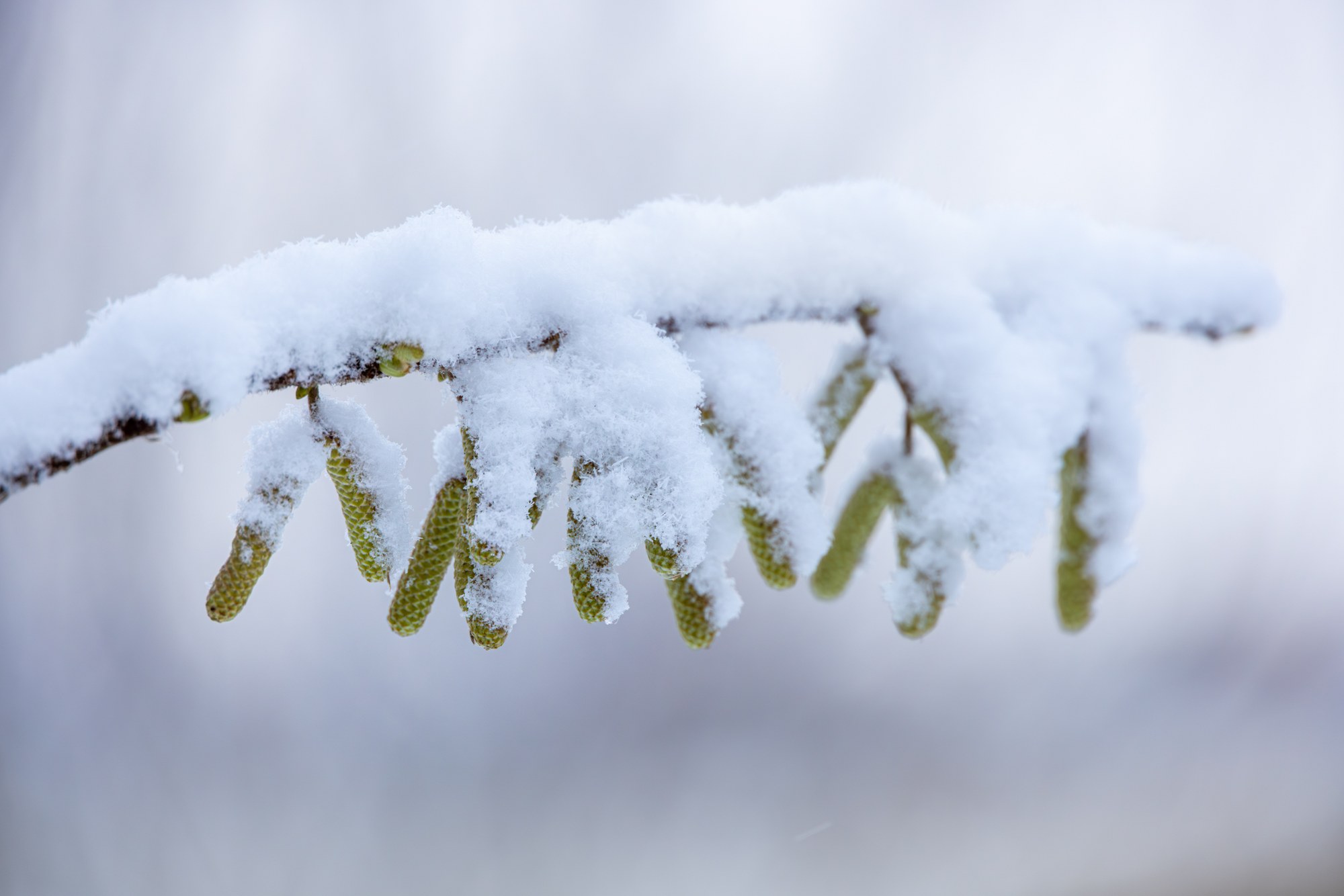 Besneeuwde tak met katjes in zacht winterlicht, macro, Nederland