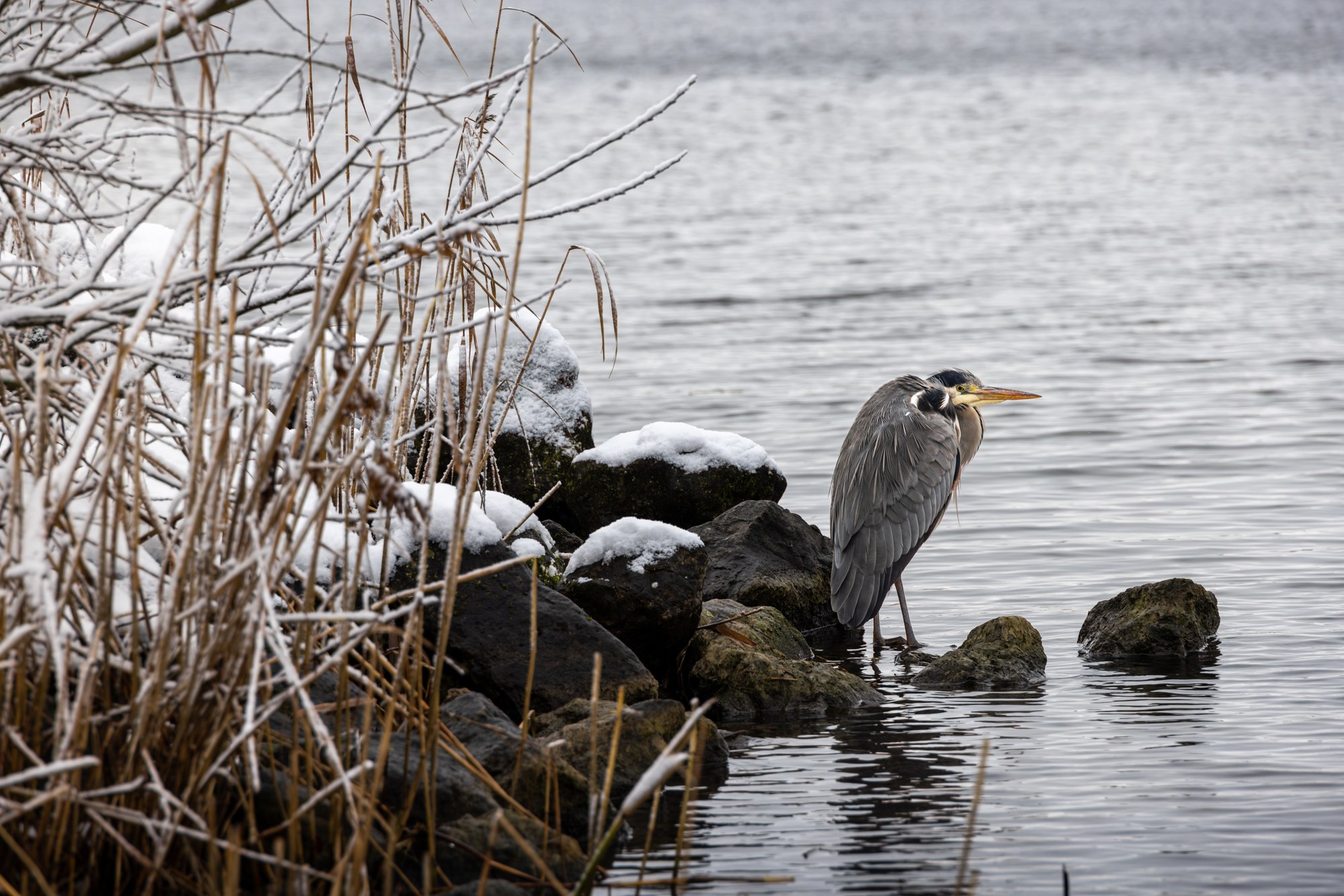 Reiger aan de oever, Nederland