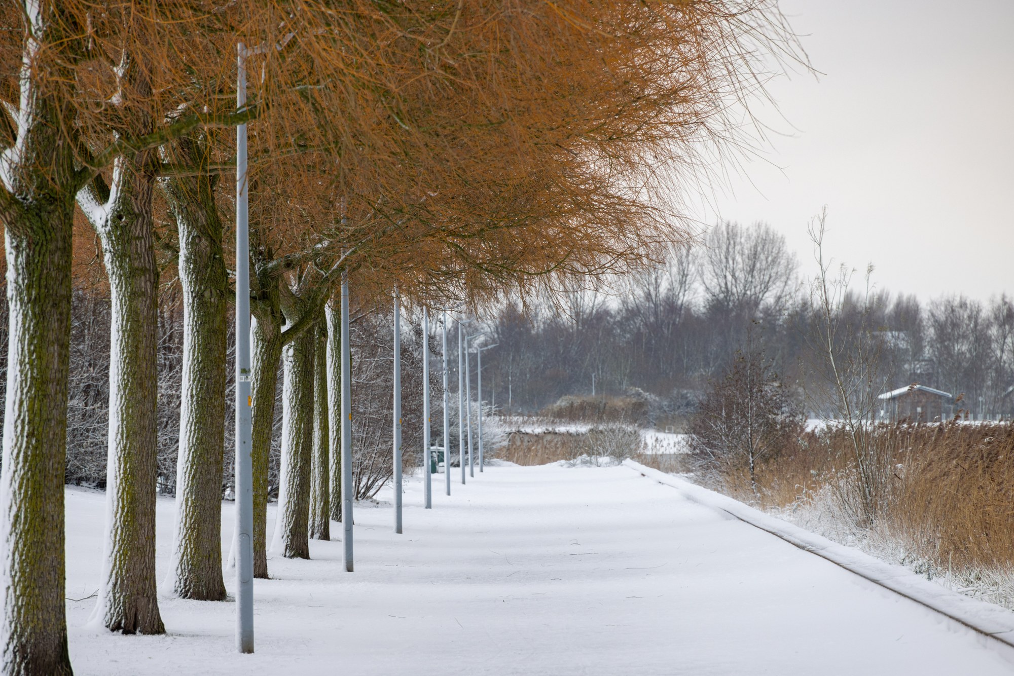 Rij knotwilgen met okerkleurige kruinen langs een besneeuwd pad, Nederland
