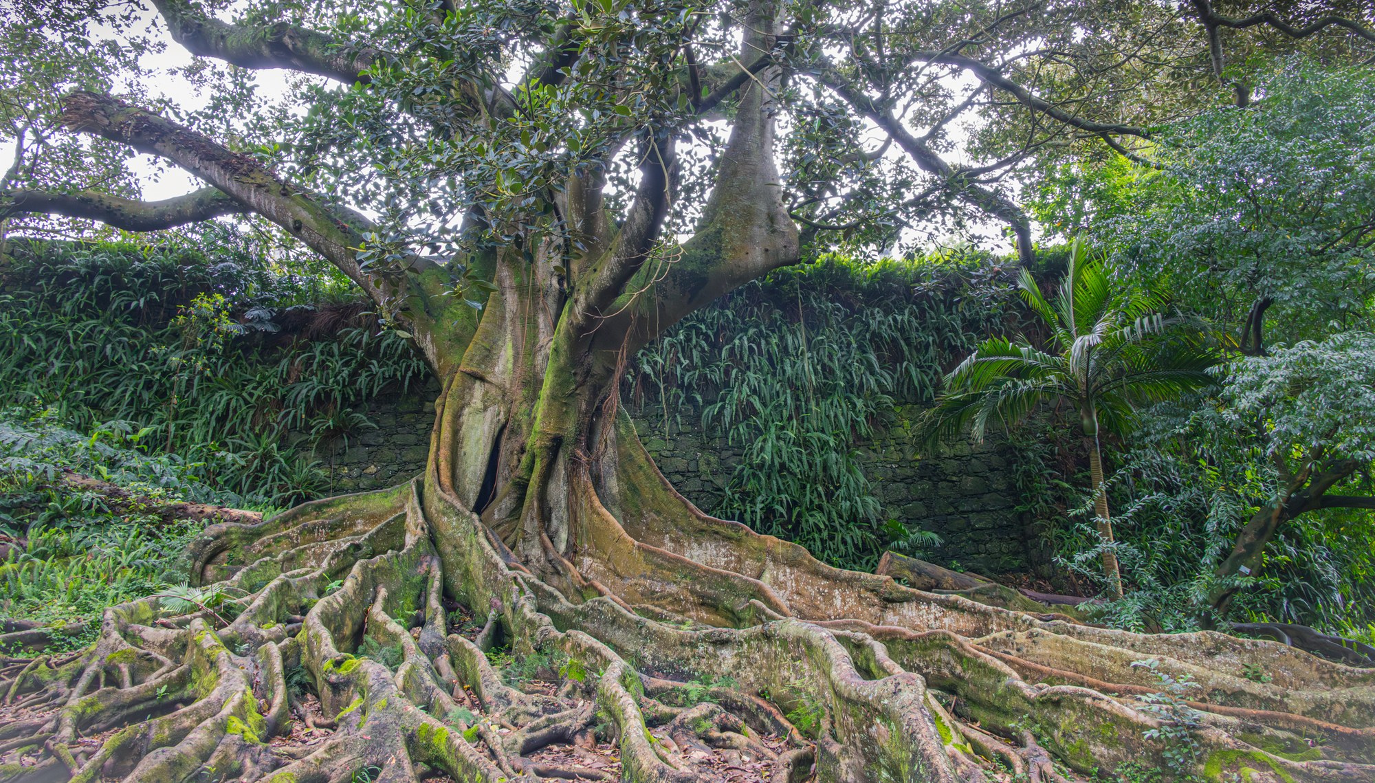 De reuzenboom, Azoren