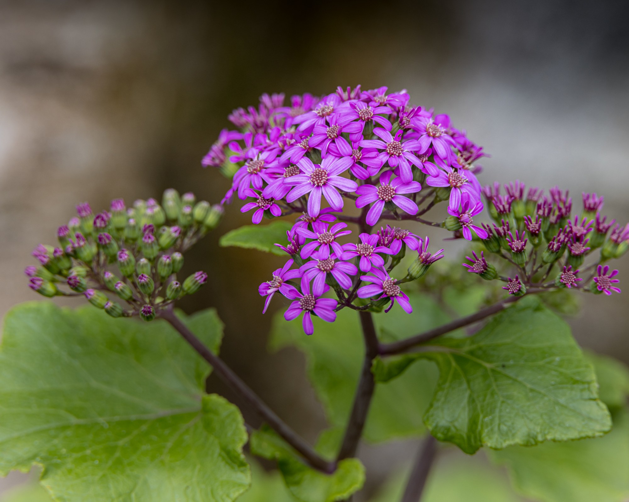 Bloem in de nevel, Azoren