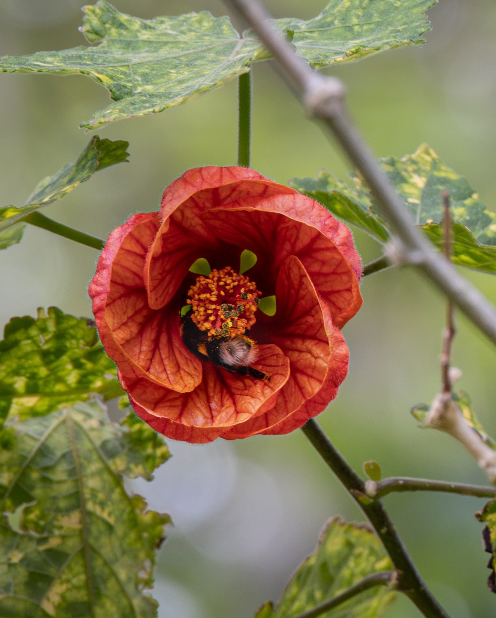 Bij in een oranje bloem, macro, warm hart tegen koel groen