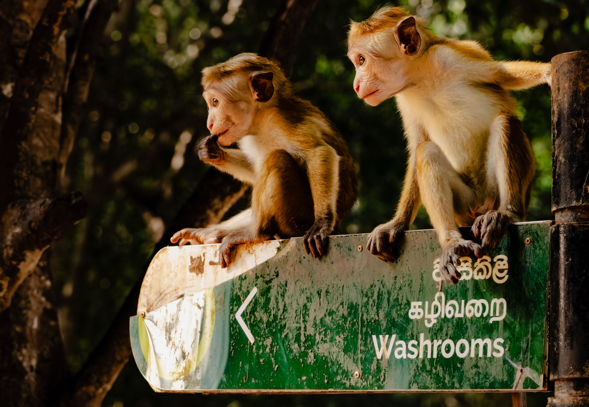 Wild dier met directe blik in het groen, Sri Lanka