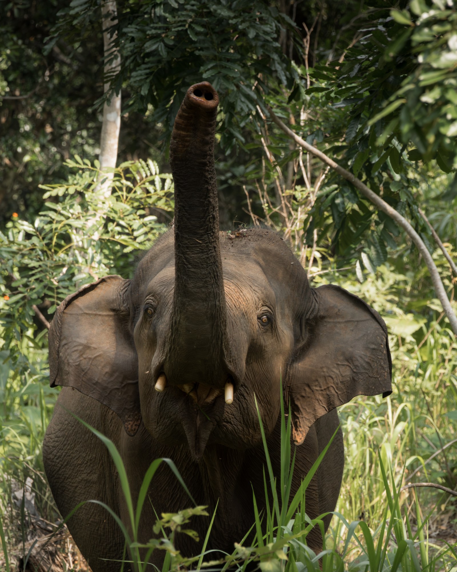 Wilde olifant tussen het groen, Sri Lanka