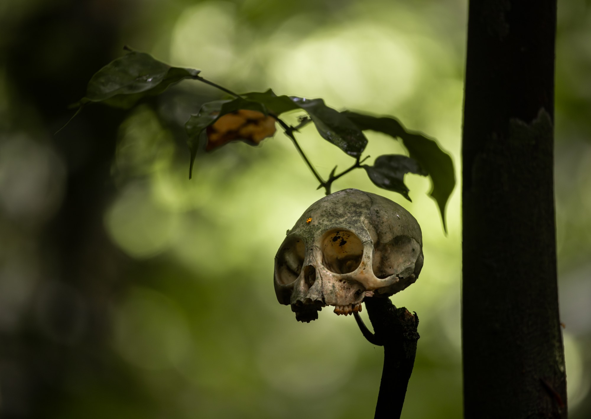 Fine-art stilleven in zacht natuurlijk licht, Sri Lanka