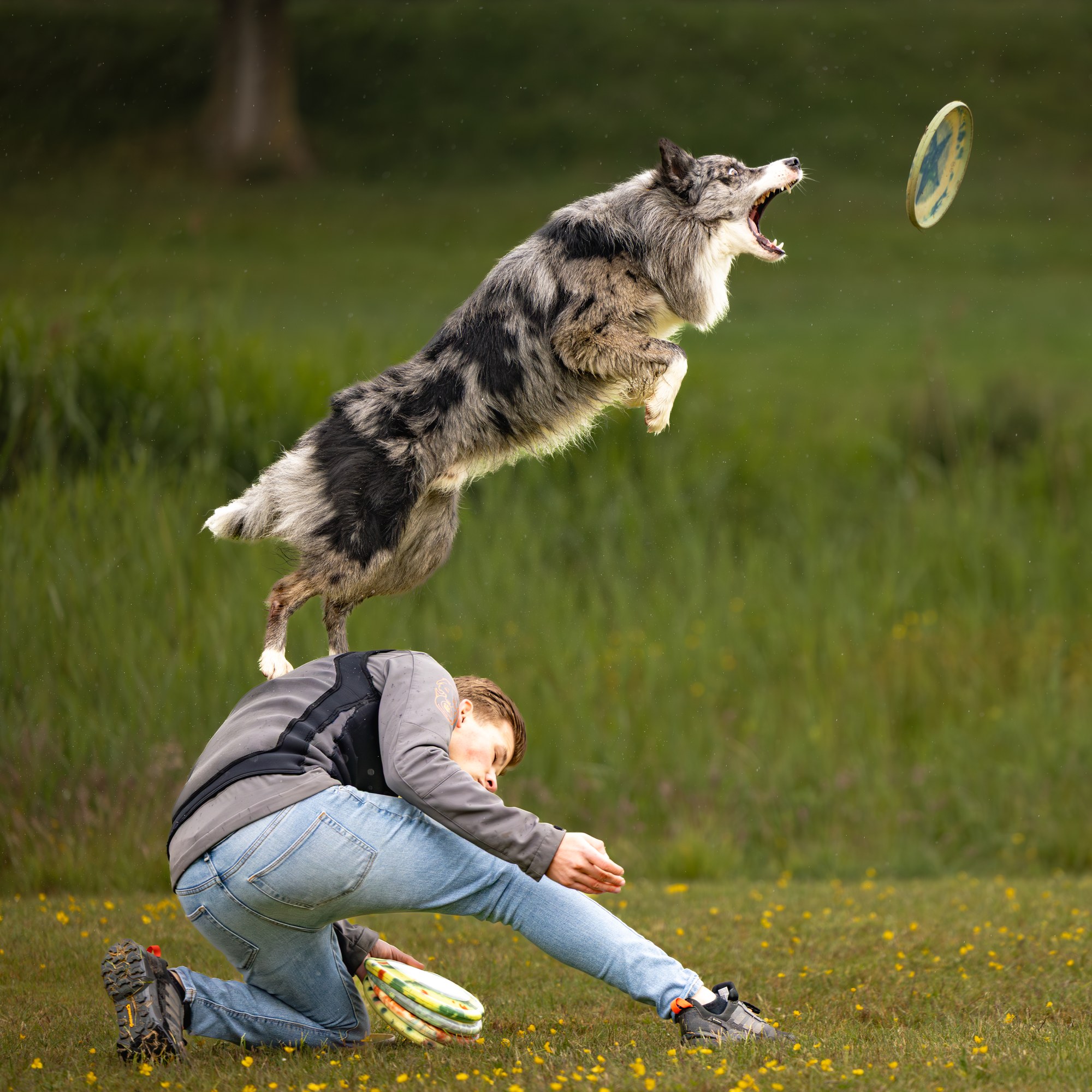 Border collie op het hoogtepunt van de sprong, gebalanceerd op de rug van de baas, happend naar de frisbee
